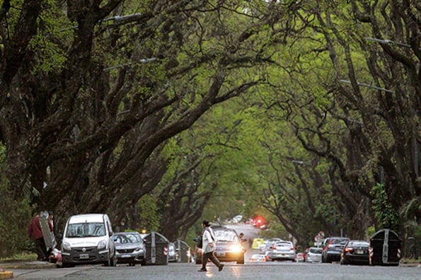 Cada vez quedan menos de las magníficas arboledas que hacían mejor la vida en la ciudad.
