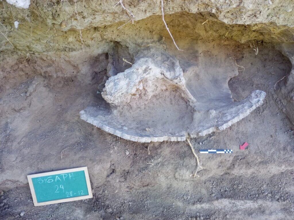 El gliptodonte es pariente del armadillo actual. 