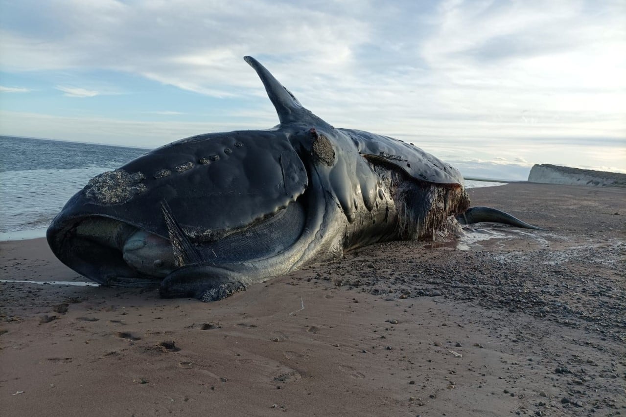 Desde la Dirección de Flora y Fauna Silvestre hay expectativa de que la marea roja "esté llegando a un fin" (Twitter: @INIDEPMdq).