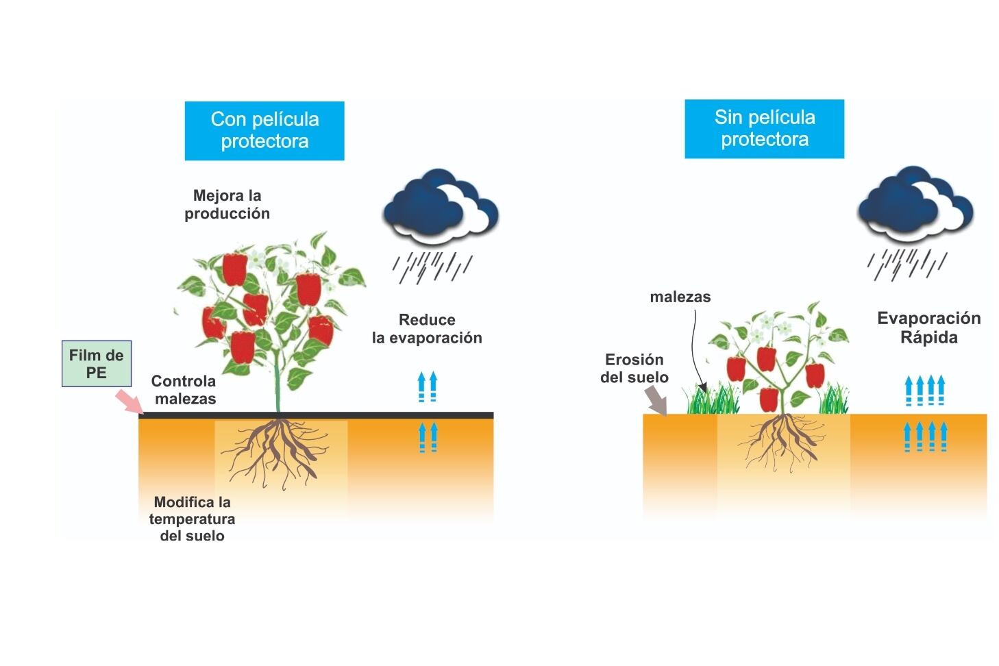 Los beneficios de usar el manto o película protectora. Foto: gentileza UNCUYO.
