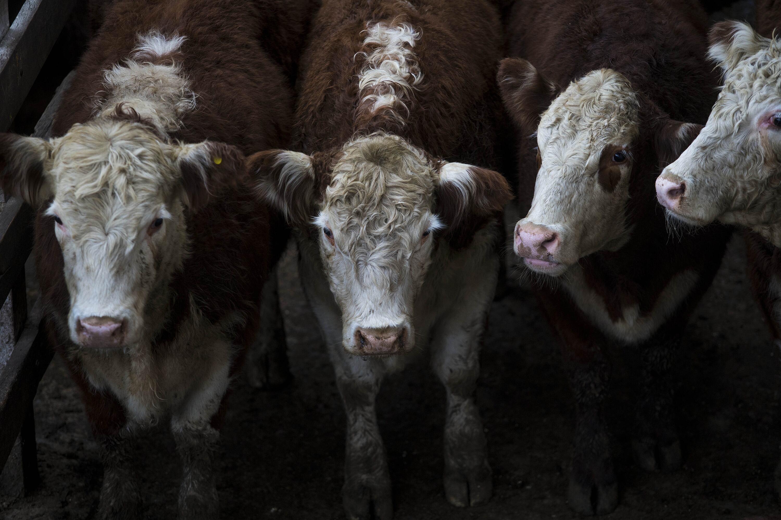 Carne con aftosa: La Rural refutó a la secretaría de Agricultura de Trump