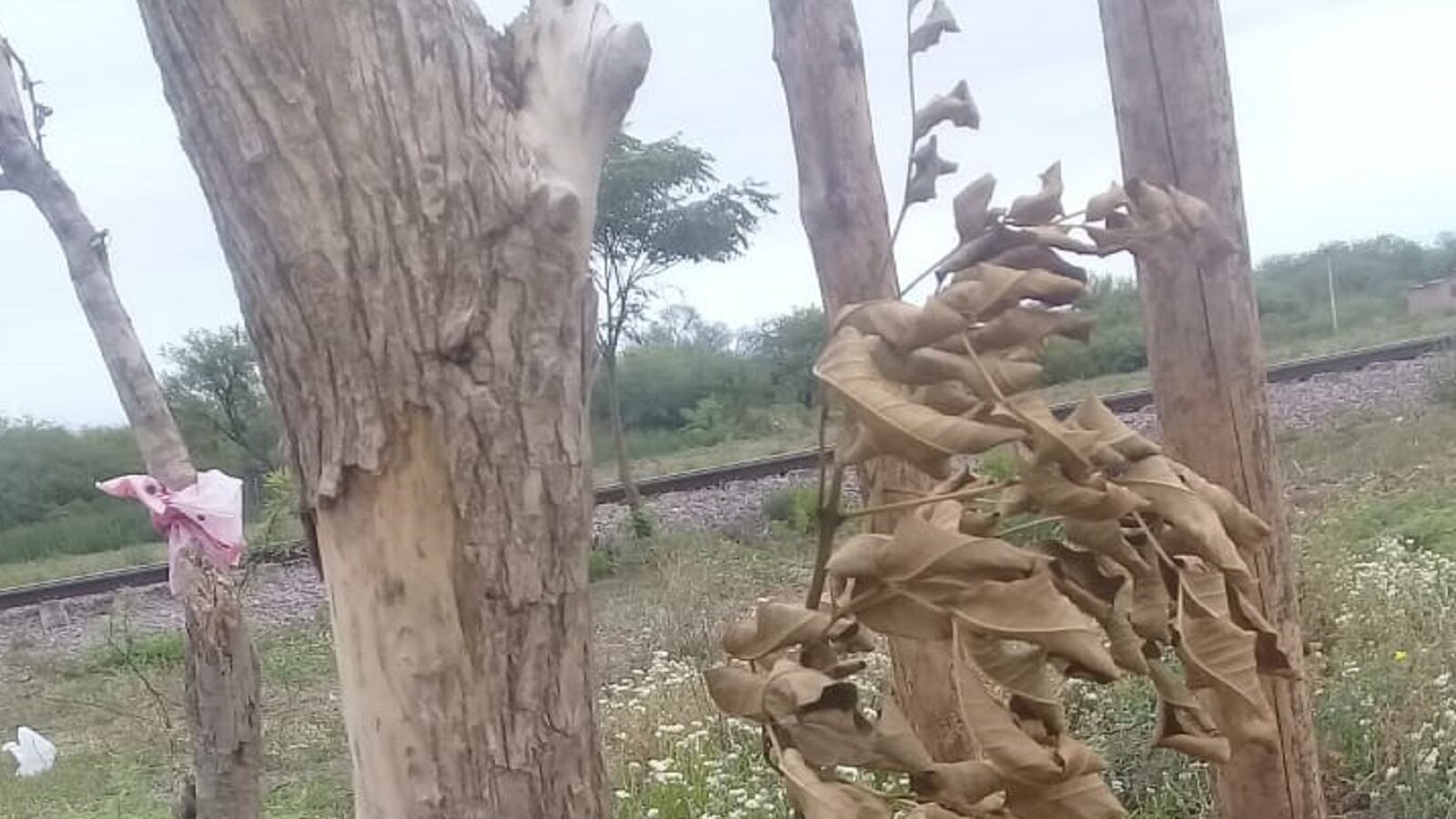 Árbol del denunciante