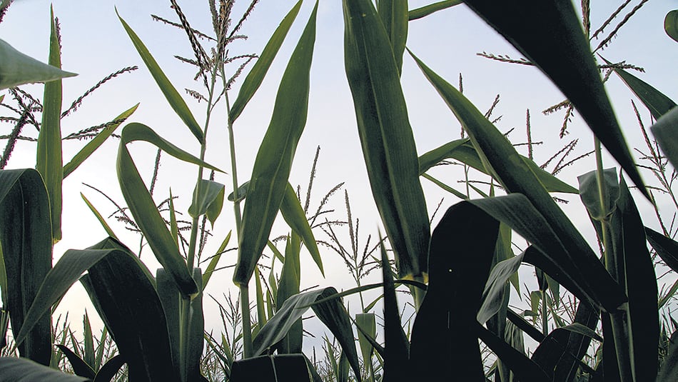 “No es sólo soja, afecta a todas las variedades vegetales que se siembren en territorio argentino.”