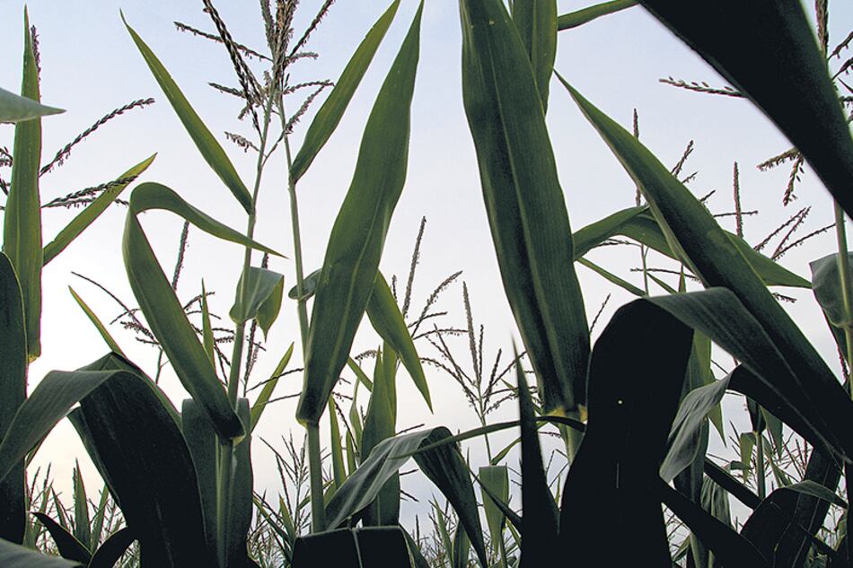“No es sólo soja, afecta a todas las variedades vegetales que se siembren en territorio argentino.”