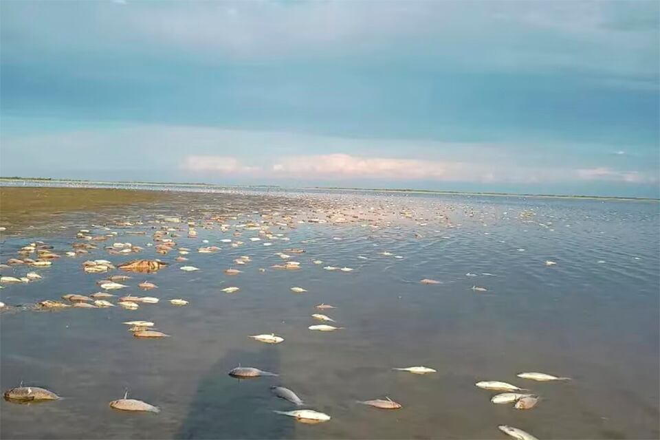 Los peces muertos se vieron en la localidad de Vera y Pintado.
