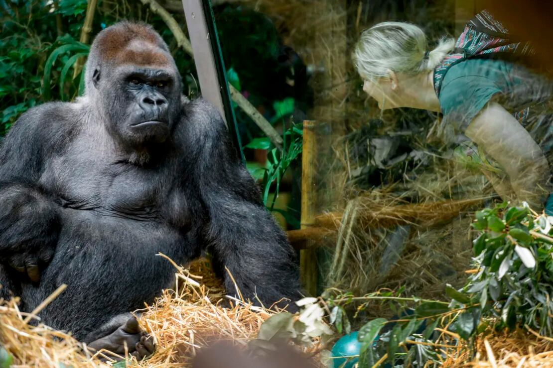 Como la primatóloga Jane Goodall comunicándose con gorilas se siente la autora de esta nota, pero sin tanto cariño.