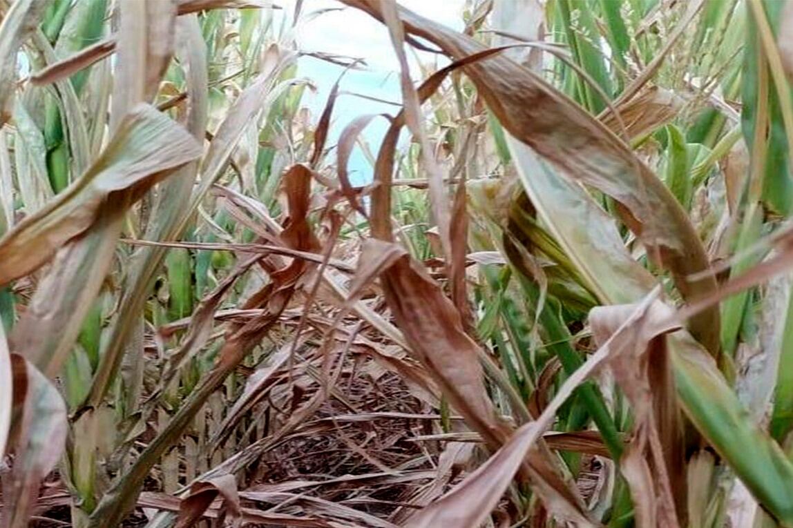 La Bolsa de Comercio de Rosario (BCR) presentó las perspectivas para la campaña 2022/23.