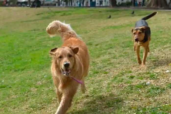 Se solicitó a la poiblación que aporte datos certeros sobre posibles responsables del envenenamiento a mascotas en Palermo