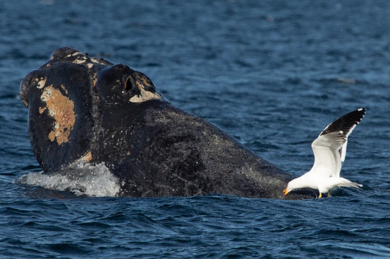 Una gaviota cocinera ataca una cría de ballena franca en Península Valdés para alimentarse de su piel y grasa mientras el ballenato se asoma a la superficie.
