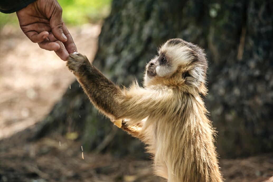 La población de monos carayá se encuentra en la categoría "vulnerable", según asociaciones proteccionistas de animales. (Gobierno/Córdoba)
