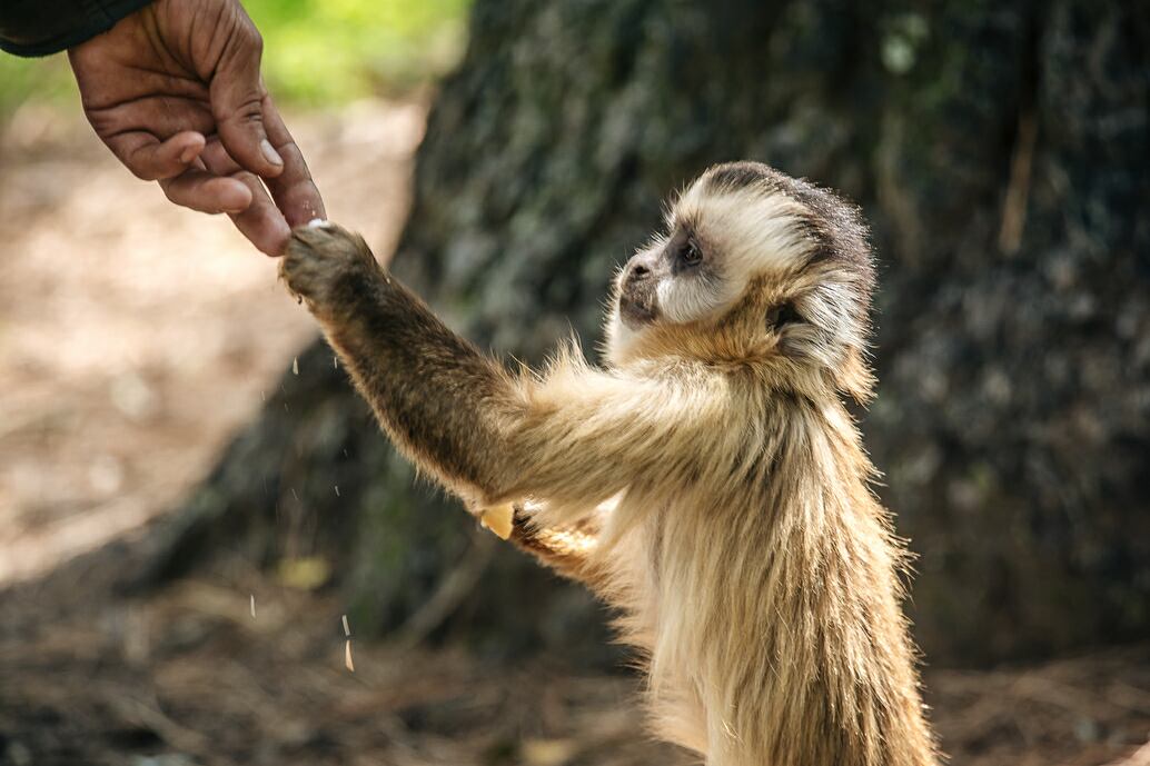 La población de monos carayá se encuentra en la categoría "vulnerable", según asociaciones proteccionistas de animales. (Gobierno/Córdoba)