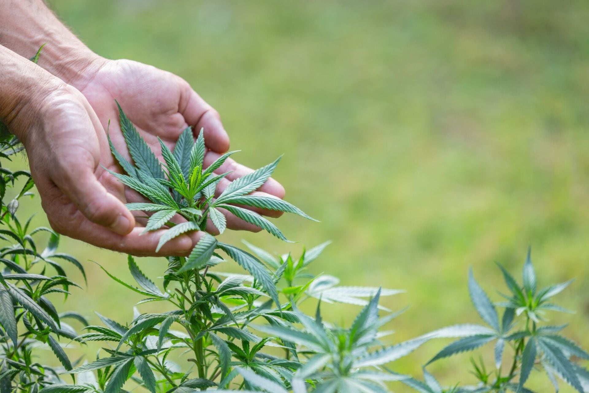 El Gobierno formalizó los nuevos requisitos de inscripción al Reprocann