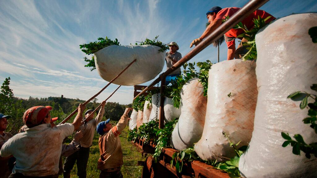 En 2023, Argentina produjo 982.000 toneladas de yerba mate.