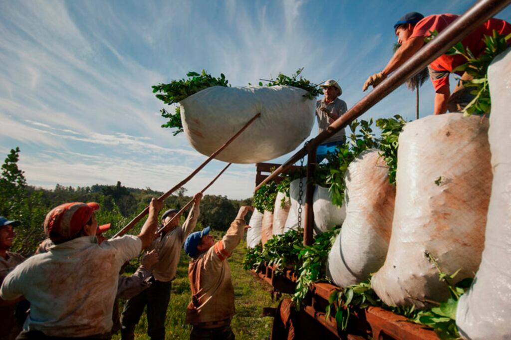 En 2023, Argentina produjo 982.000 toneladas de yerba mate.
