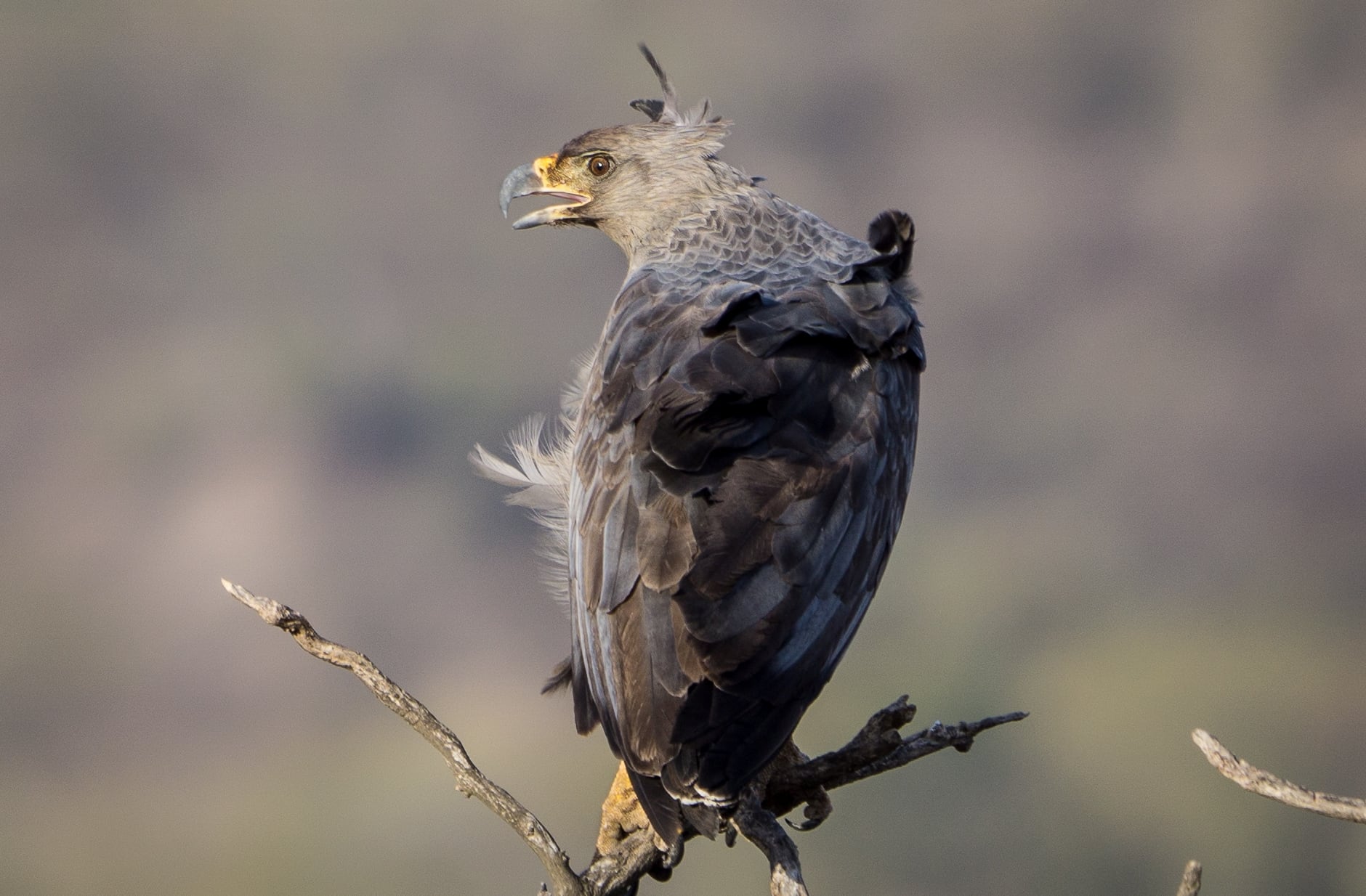 Aguila coronada