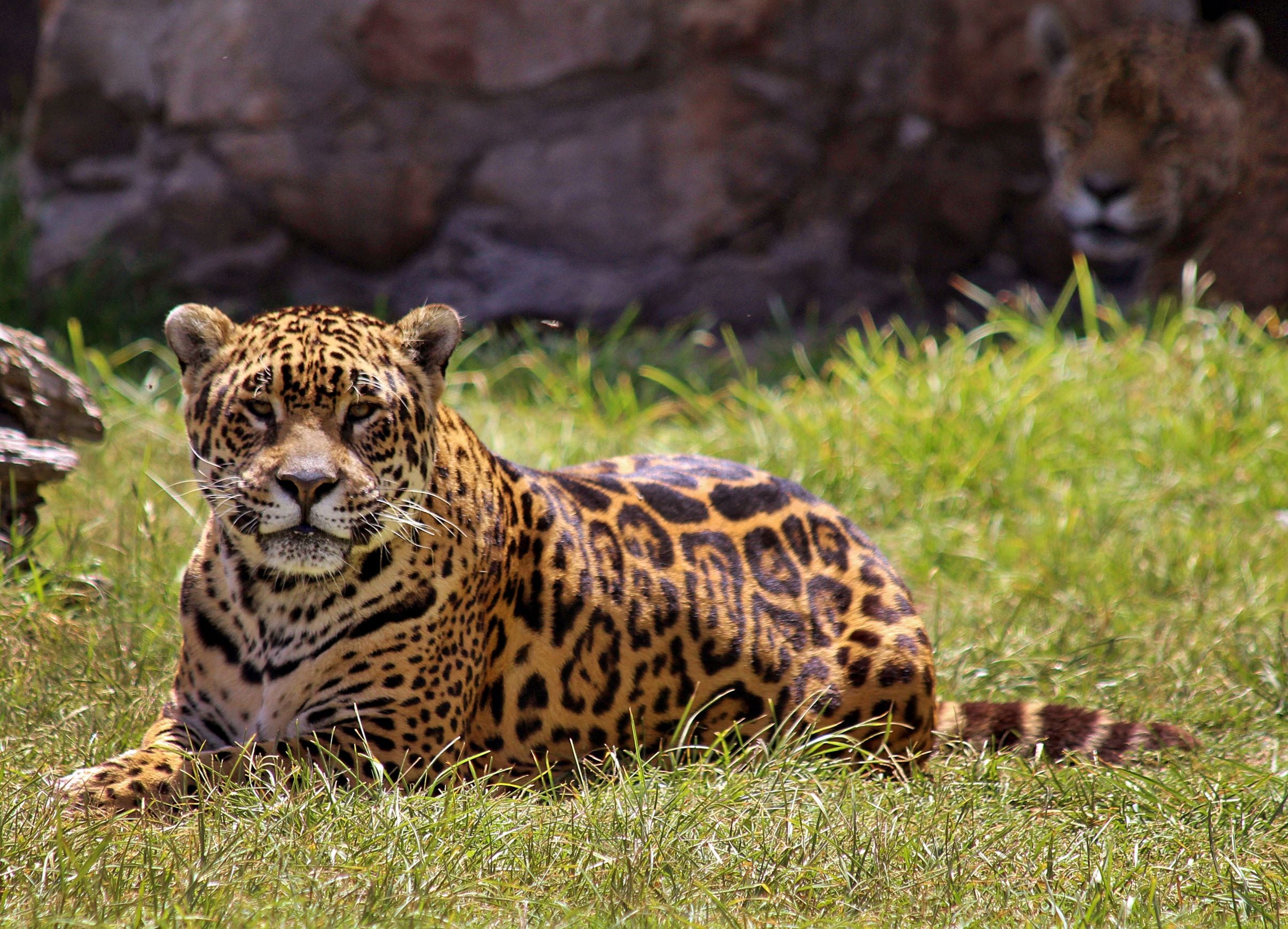 La yaguareté Tobuna había sido donada al proyecto de reintroducción de la especie en los Esteros del Iberá en 2015. 
