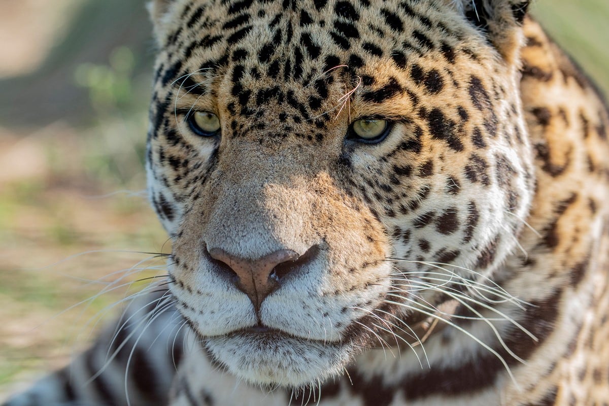 Yaguareté silvestre liberado en los Esteros del Iberá