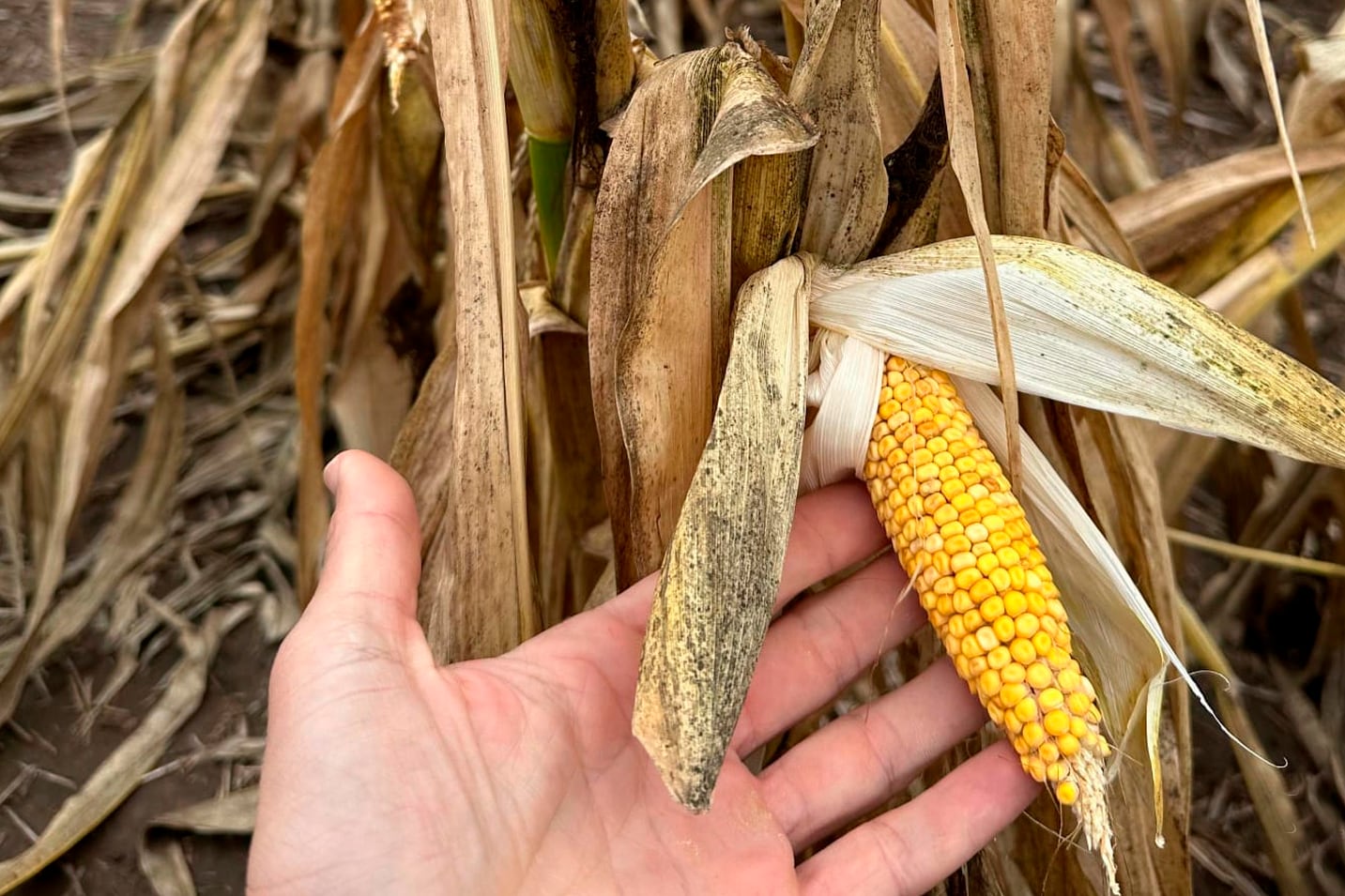 La chicharrita atacó la cosecha de maíz en el centro y norte del país