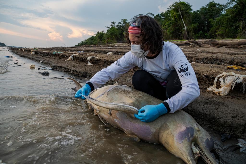 Investigadores reportaron 130 delfines rosados muertos y 23 grises, ambas especies con poblaciones en declive. (EFE/Miguel Monteiro/Instituto Mamirauá)