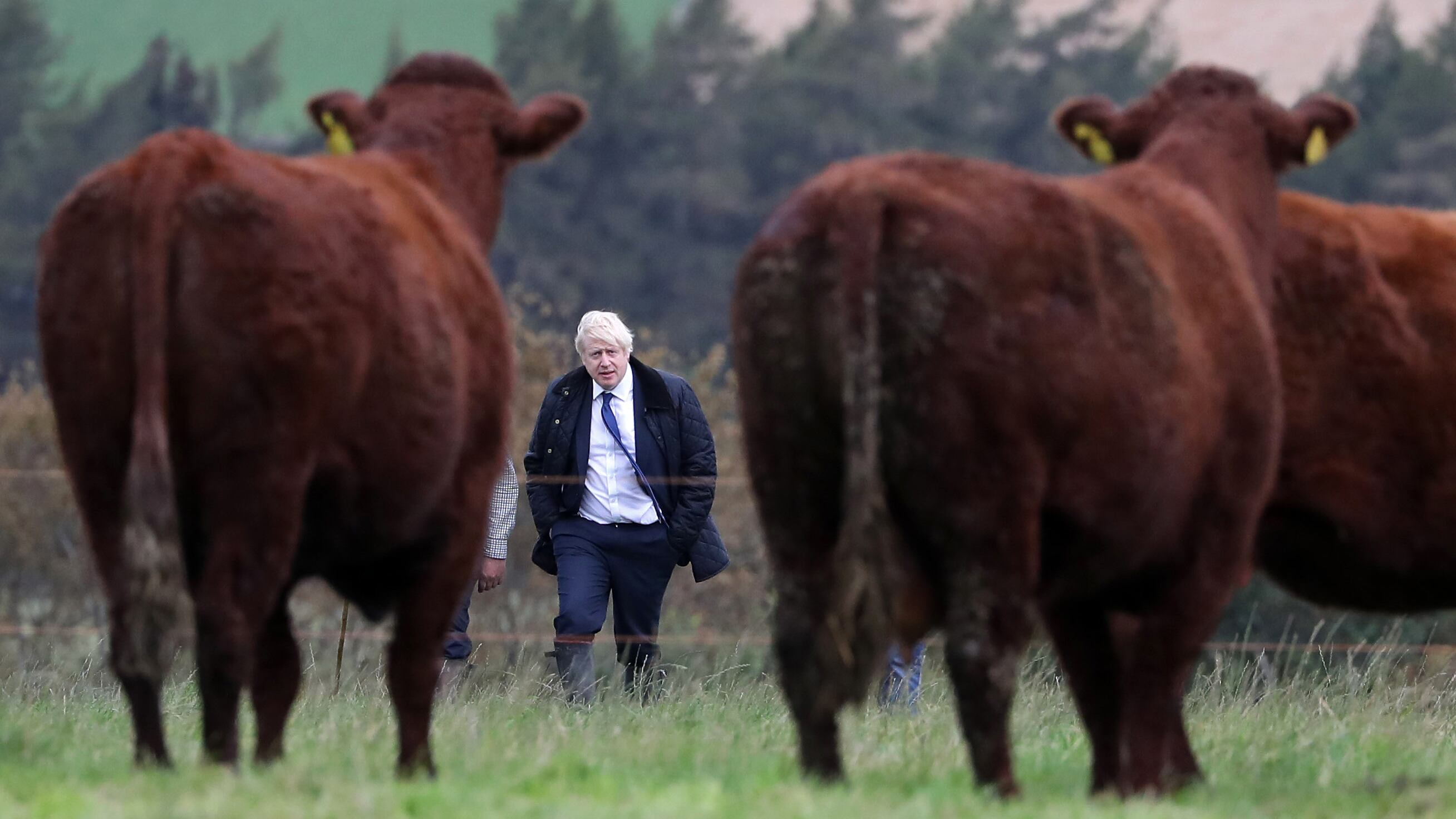 Boris Johnson visita una granja cerca de Aberdeen, Escocia.