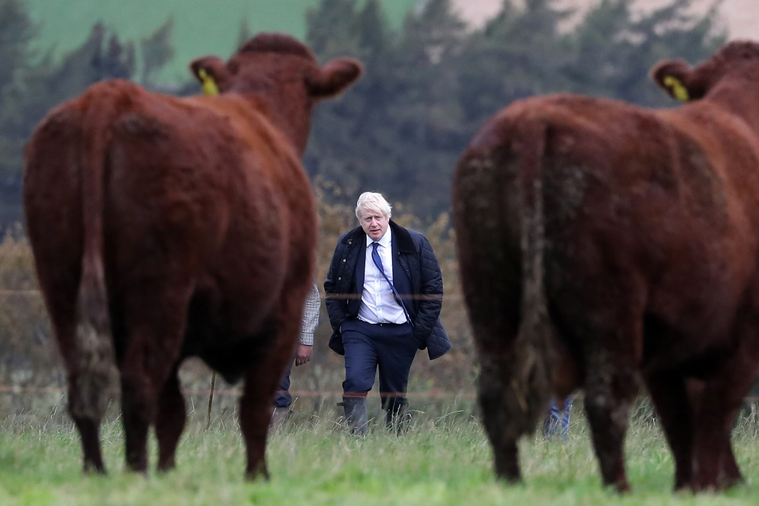 Boris Johnson visita una granja cerca de Aberdeen, Escocia.