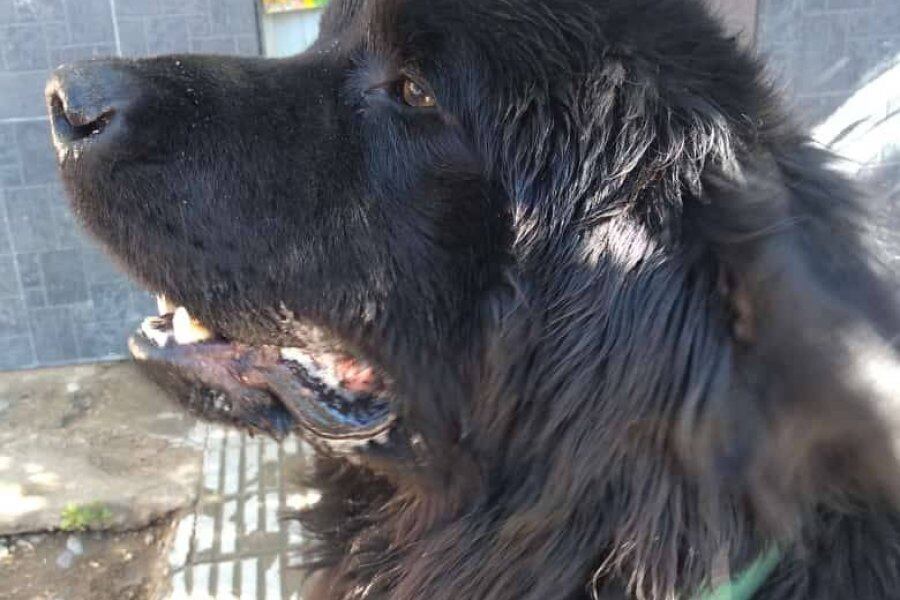 La Fiscalía concluyó que la agresión hacia el animal "fue deliberada", así como "la intención de hacer sufrir al can". Foto: Facebook/Asociación de Funcionarios y Abogados por los Derechos de los Animales.