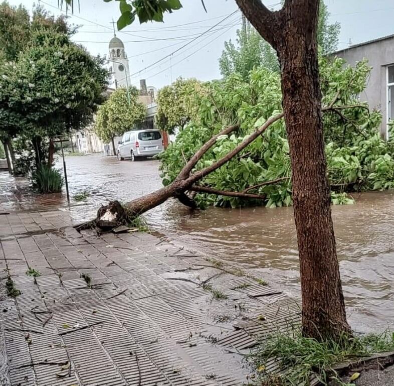 El temporal  dejó árboles y postes de alumbrado público derribados, techos volados y cortes generalizados de energía eléctrica. (Foto: X:@_MacielDiaz)