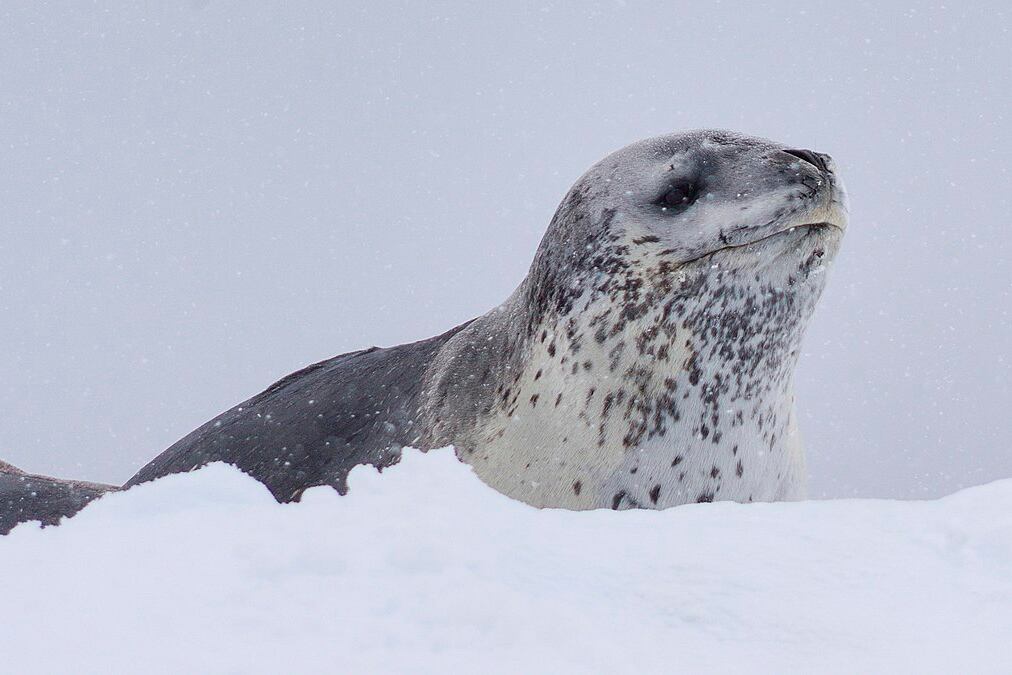 El estudio analizó grabaciones de especímenes desde la década de los noventa
