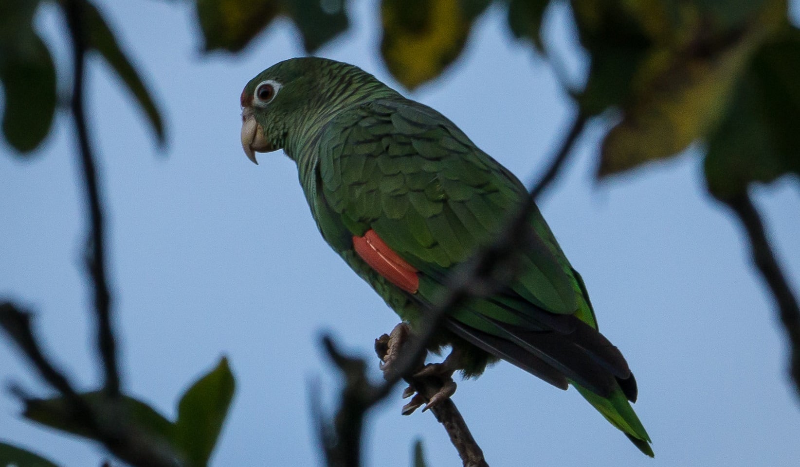Loro Alisero en Las Juntas
