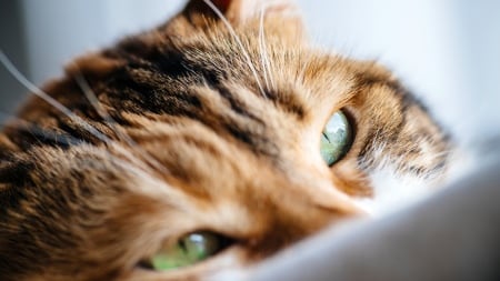 Día internacional del gato en 2023