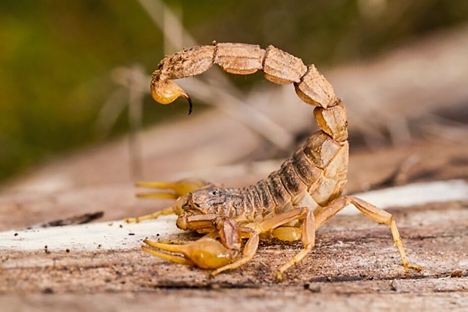 A un niño de 8 años de Córdoba le hacían bullying y le pusieron un alacrán en la panza.
