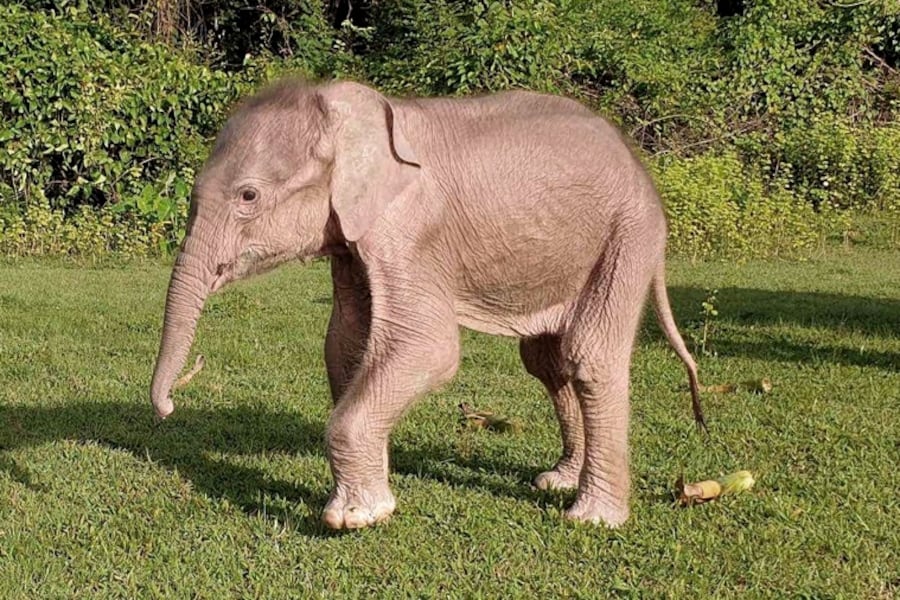 El animal cumple con siete de las ocho características asociadas a los elefantes albinos, entre ellas "ojos de color perla", "pelaje blanco" y "una cola característica". Foto: AFP.