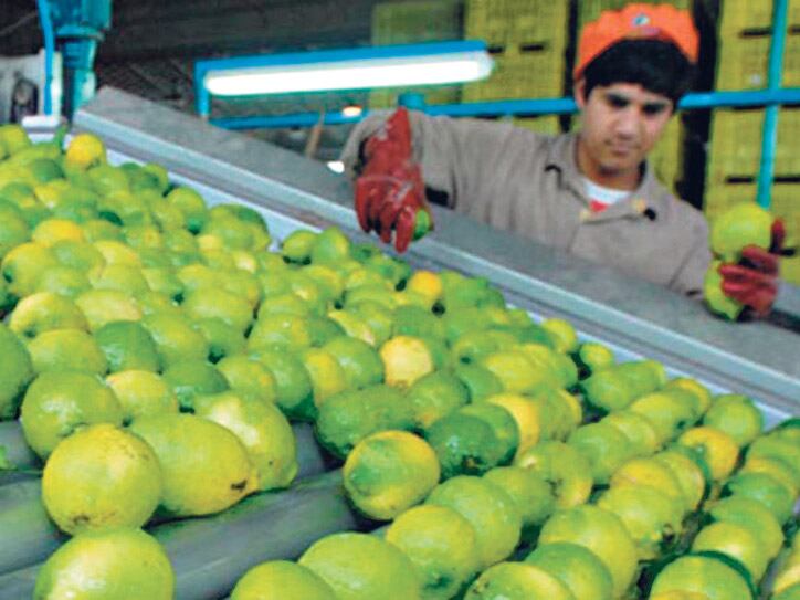 Las importaciones de limones a Estados Unidos se suspendieron en 2001.