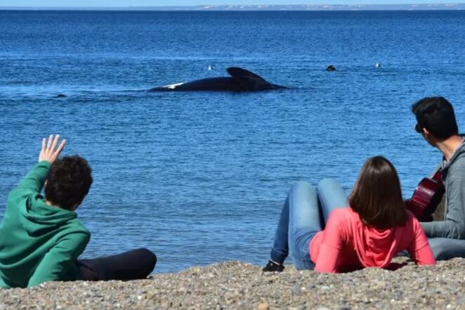 Puerto Madryn es reconocida internacionalmente por la riqueza de su vida marítima. Imagen: Turismo Puerto Madryn