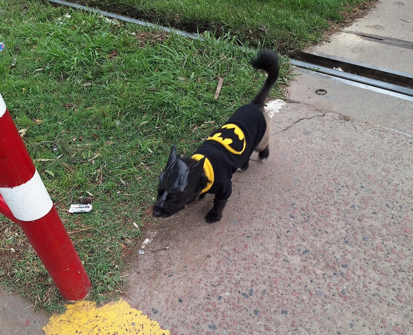 Baticán, por @dolo.angelo.