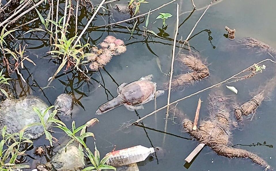 Una tortuga Trionyx flotando en un lago cerca de Bombay
