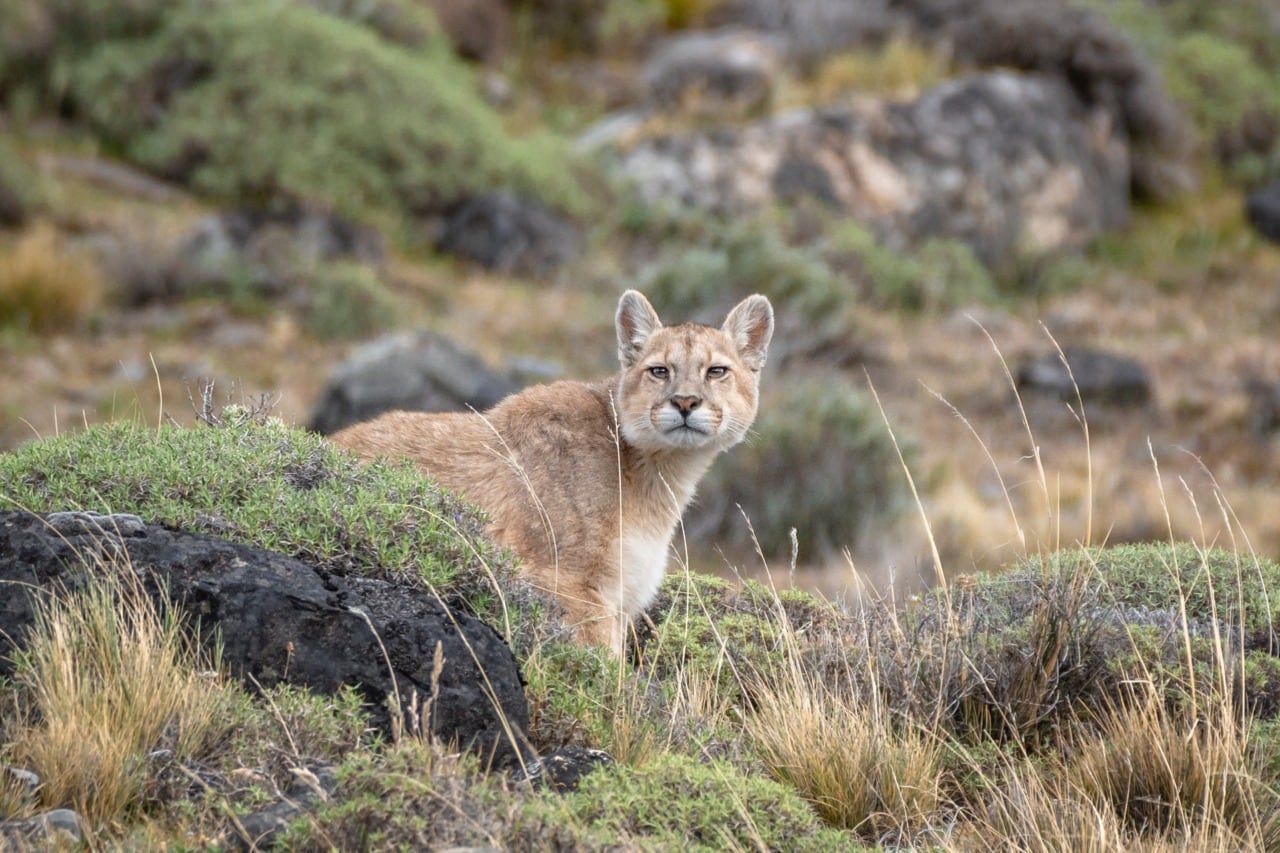Los pumas son el blanco de los cazadores