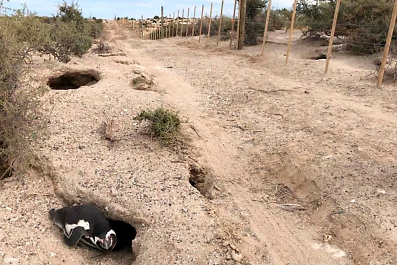 El hombre mató a más de 90 pingüinos y, con una topadora, aplastó 140 nidos.