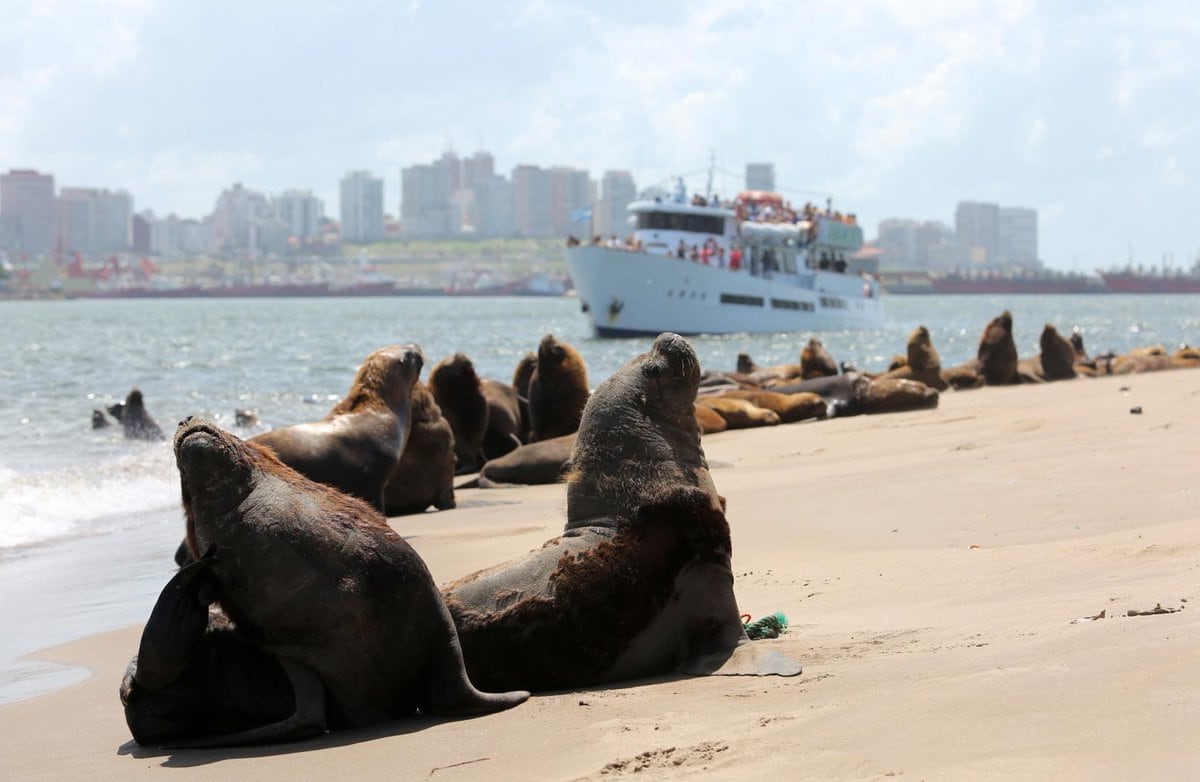 También se hará un seguimiento de los animales para poder contabilizarlos y estudiar sus desplazamientos. Foto: Mar del Plata Turismo