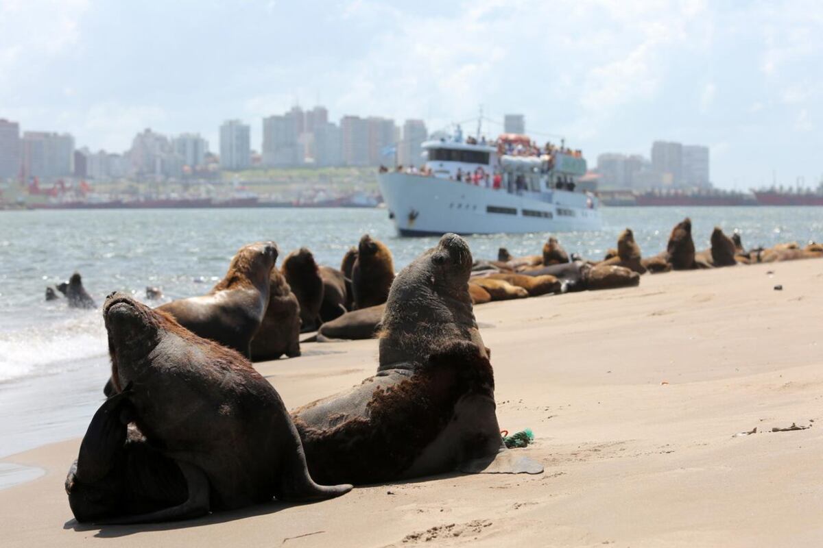 También se hará un seguimiento de los animales para poder contabilizarlos y estudiar sus desplazamientos. Foto: Mar del Plata Turismo