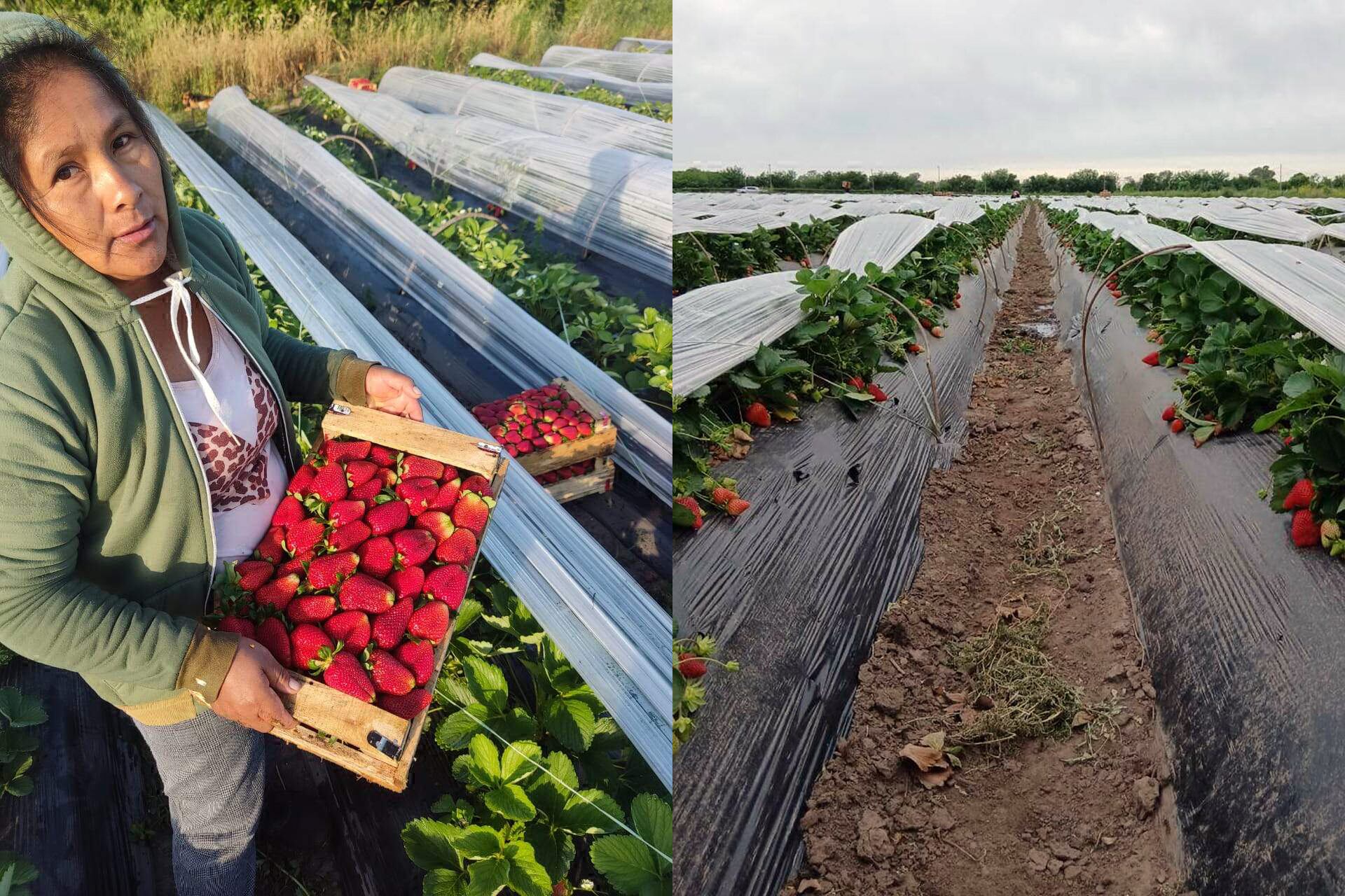 “Antes sembrábamos sin saber si se vendía o no. Ahora primero preguntamos qué necesitan comer”, dicen los productores.