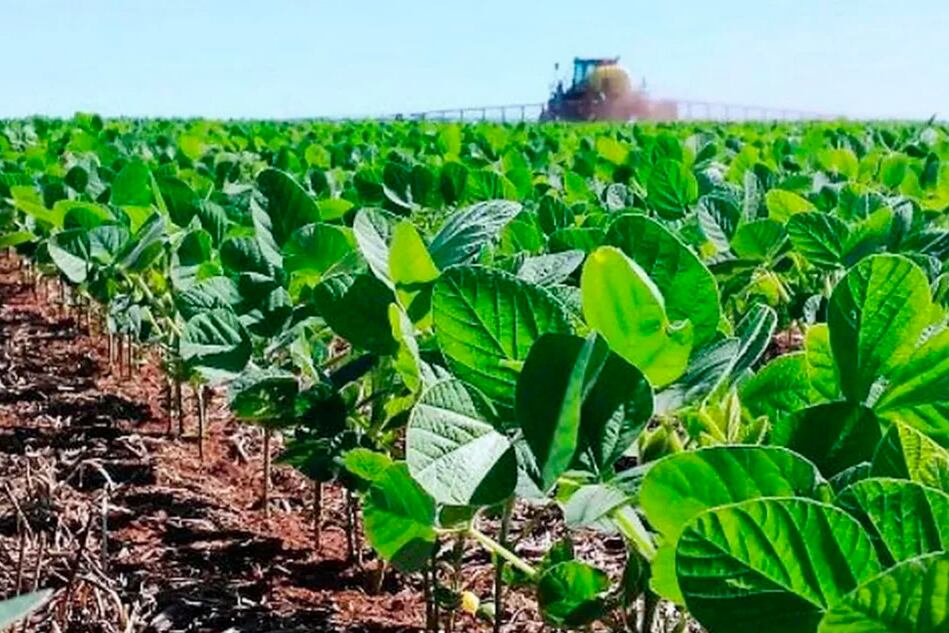 La producción de soja está estancada en torno a las 50 millones de toneladas.
