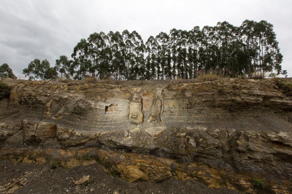 "Estas plantas representan formas muy primitivas en la historia de la Tierra", señalaron los especialistas. Foto: AFP.