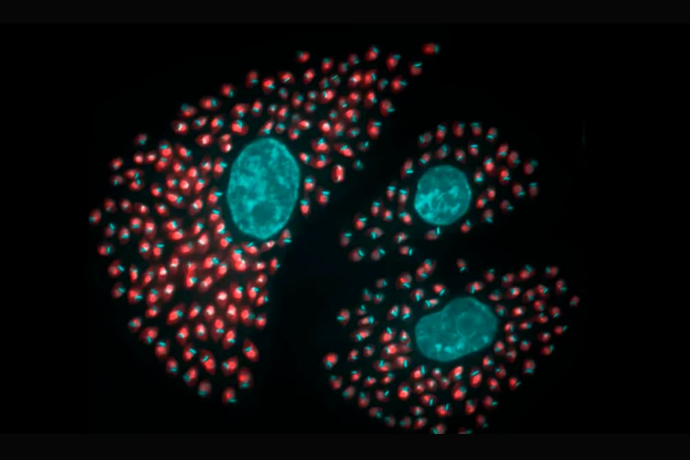 La lucha contra el chagas es larga y compleja.