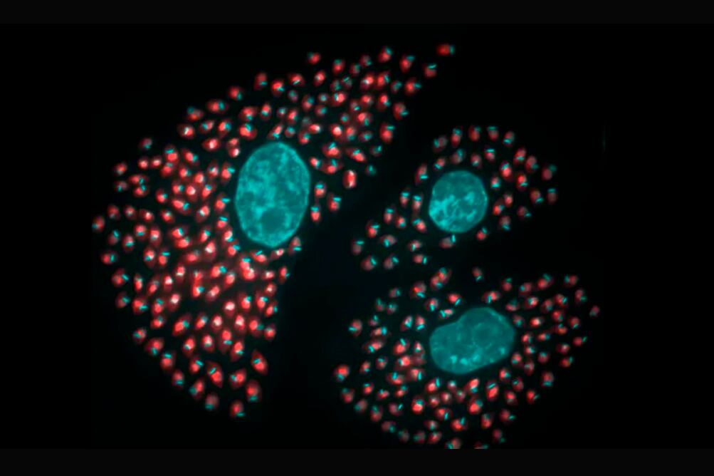 La lucha contra el chagas es larga y compleja.