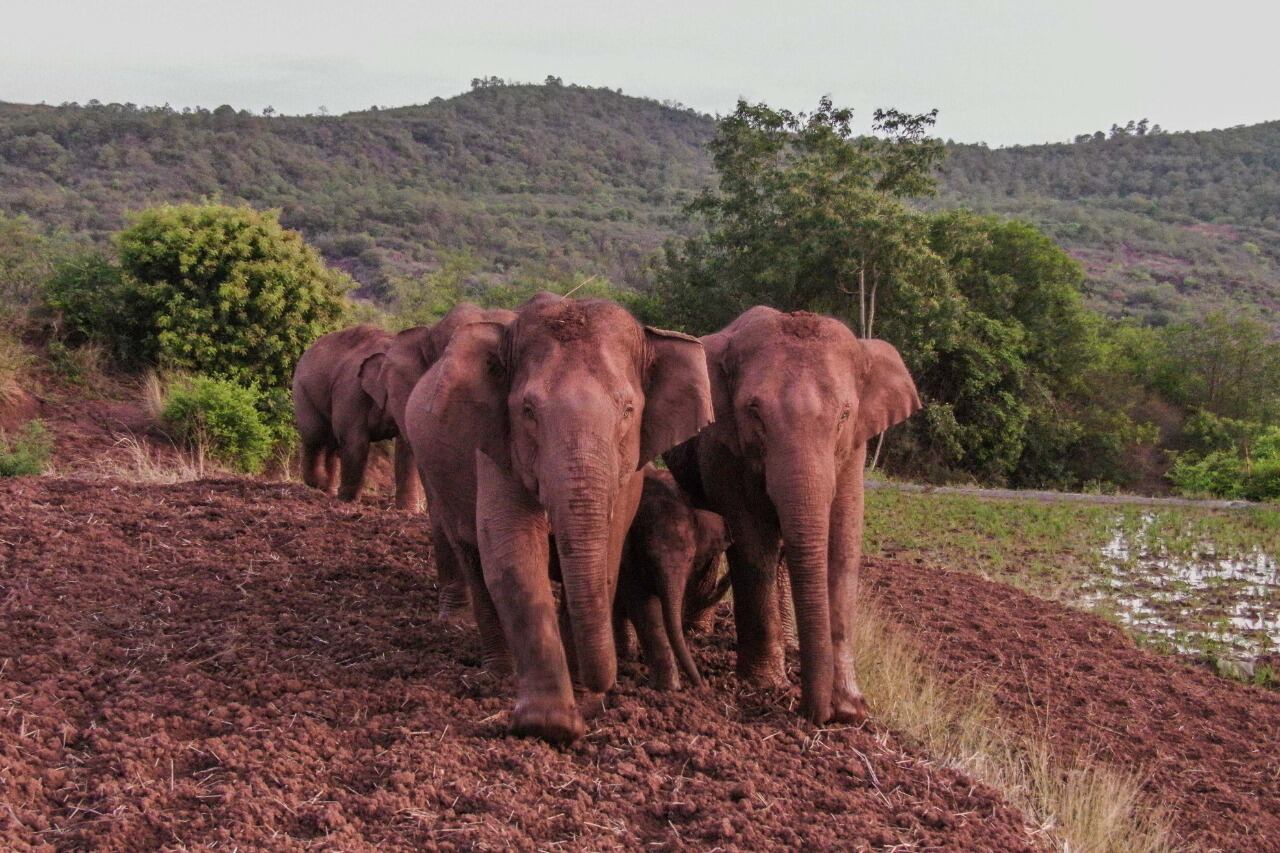 Los elefentes van camino a la reserva natural en Xishuangbanna Dai.
