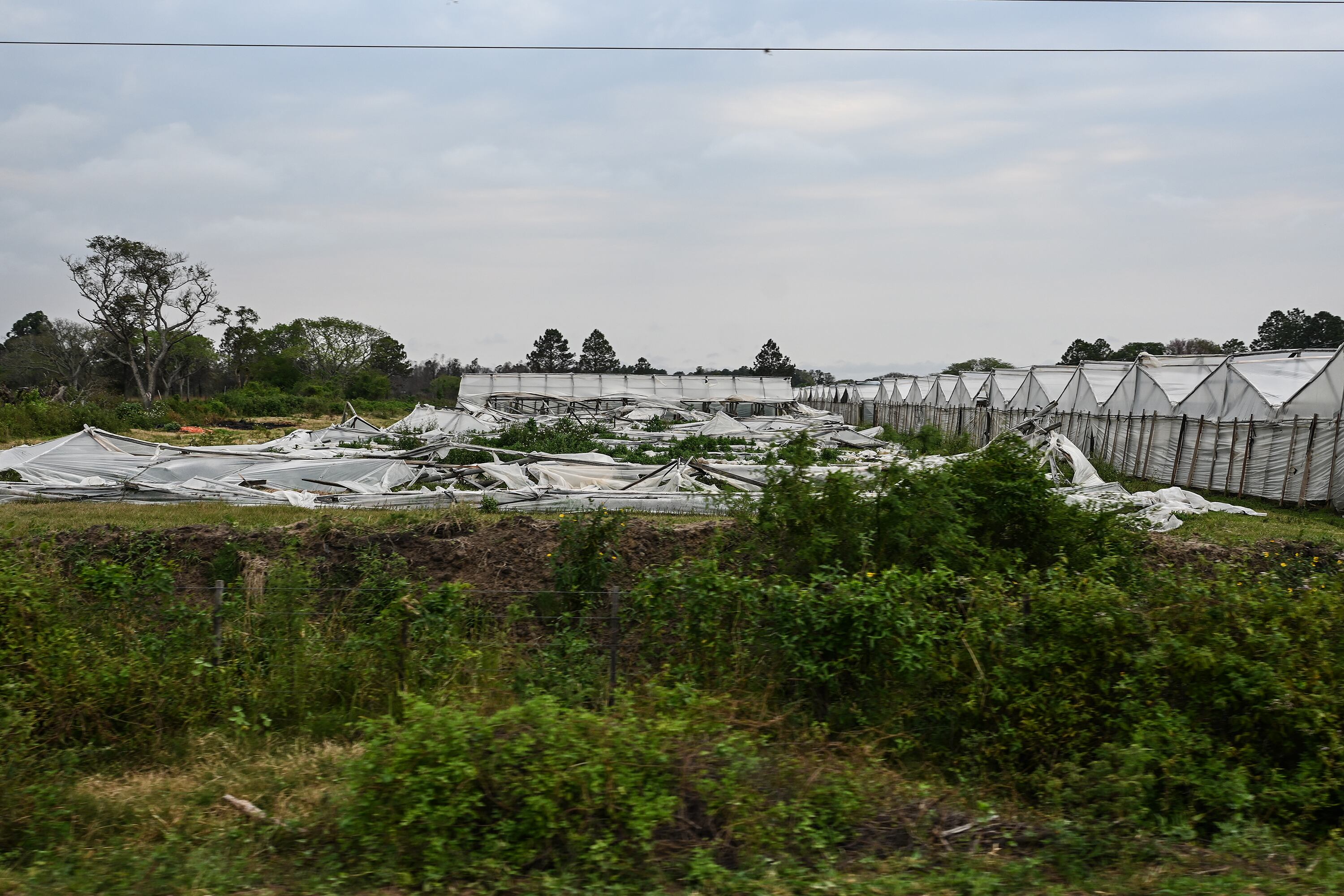 En las carpas se cultivan tomates, que se fumigan; están pegadas a las casas.