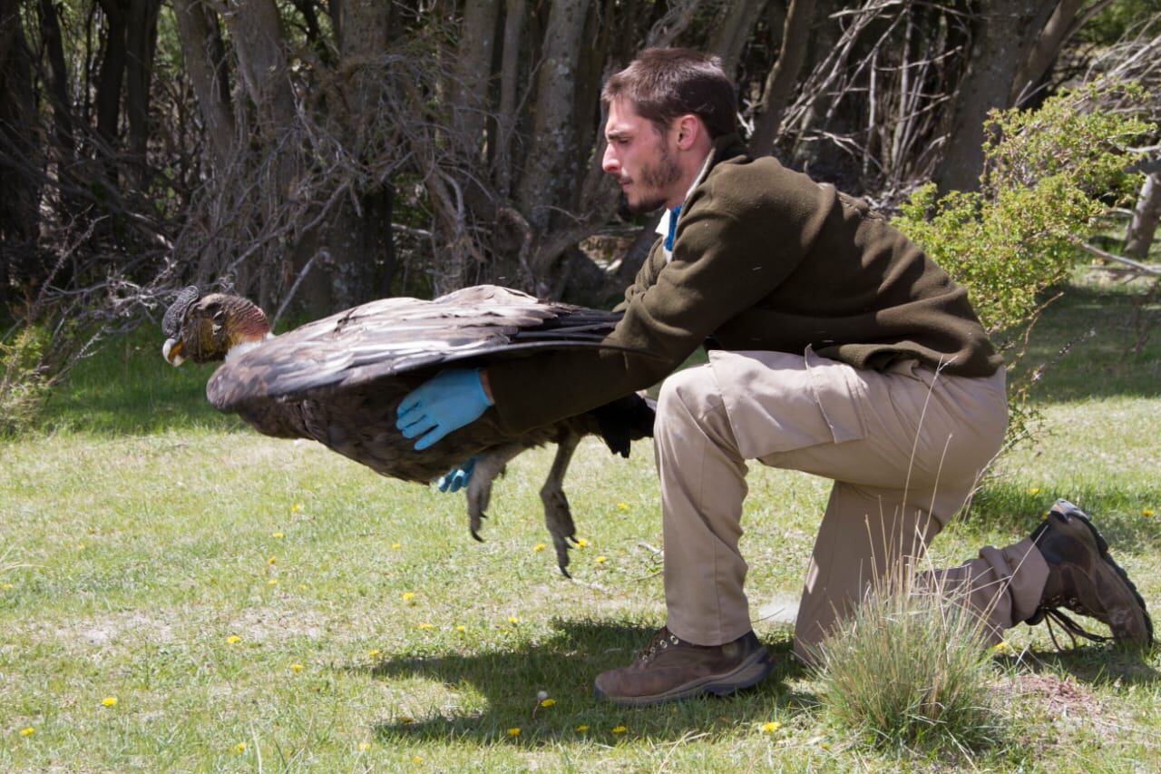 El investigador de la UNCo Facundo Barbar libera un cóndor andino en las afueras de Bariloche.