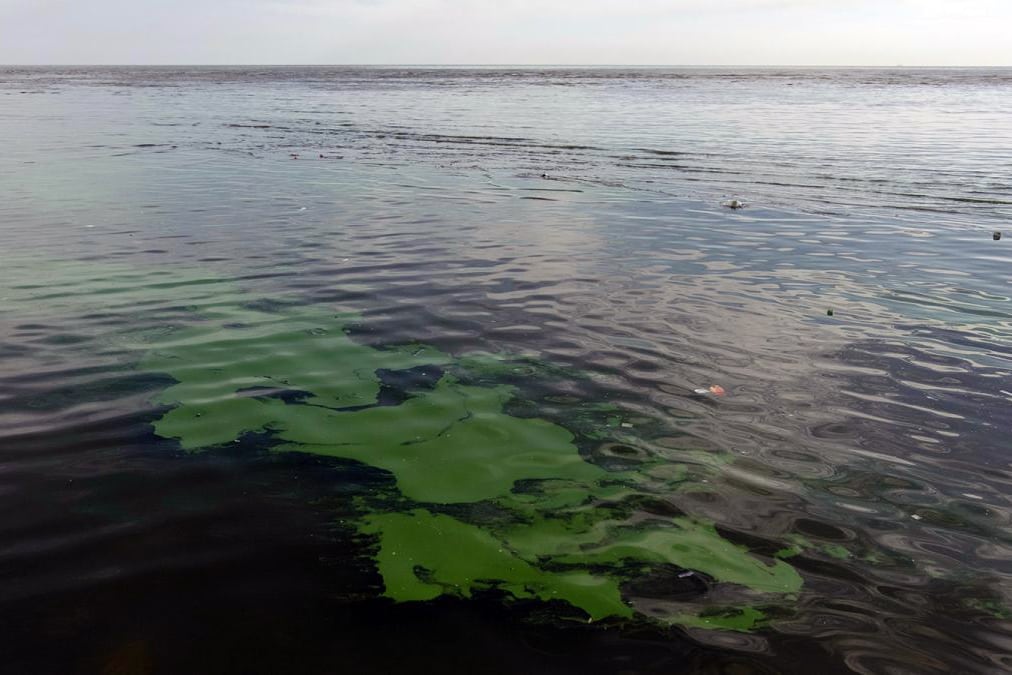 Las cianobacterias tienen un llamativo color verde brillante.