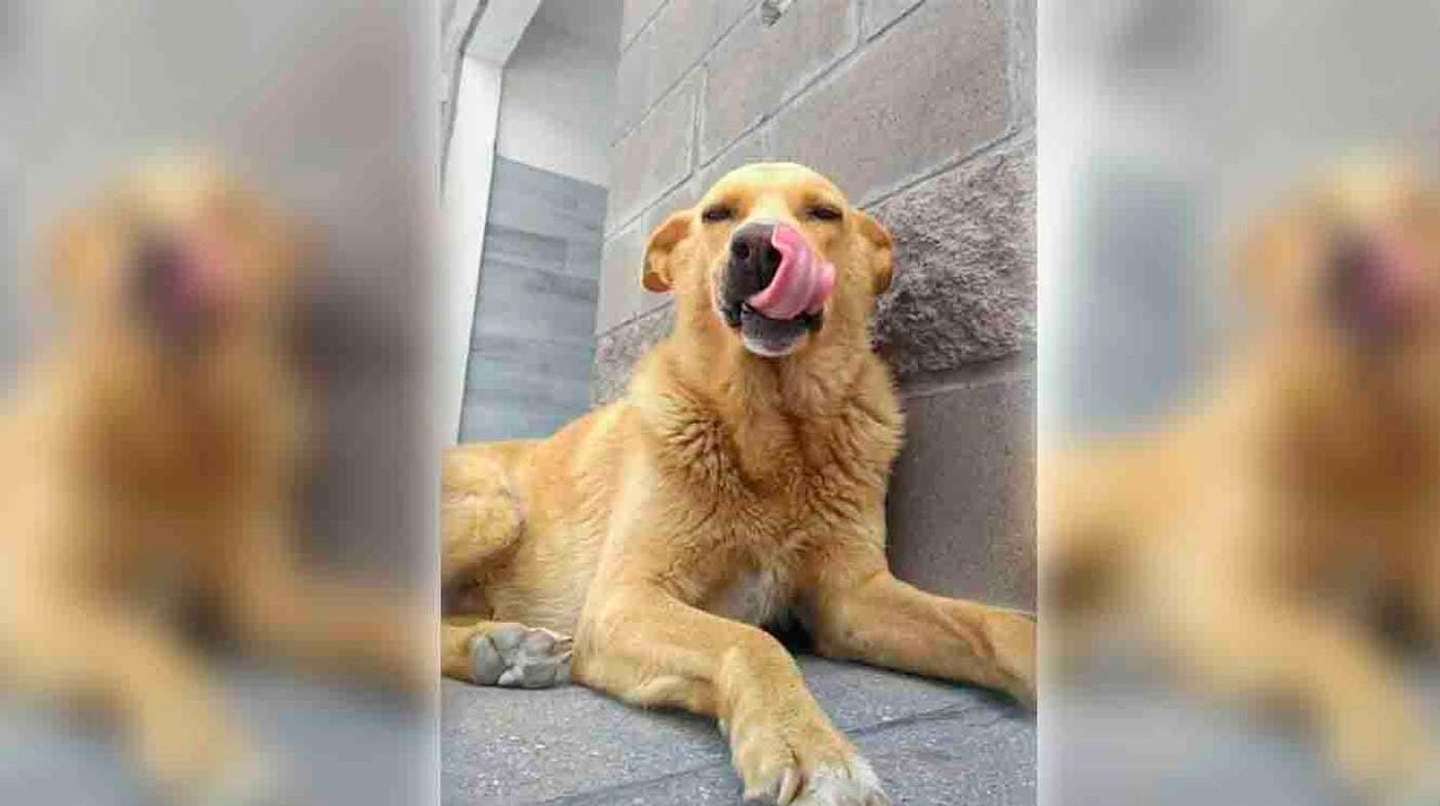 “Rubio” era un perro callejero que vivía en una estación de servicio, a quien los vecinos alimentaban y cuidaban. Imagen: Facebook "Soy Rubio, el perro", creado a raíz del caso.